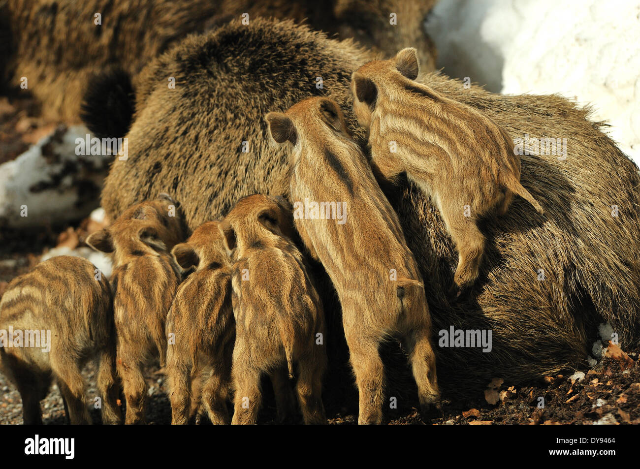 Les Jeunes sangliers sauvages, sow, femme, mars, marcassin, hiver, sangliers, neige, animal, animaux, France, Europe, Banque D'Images