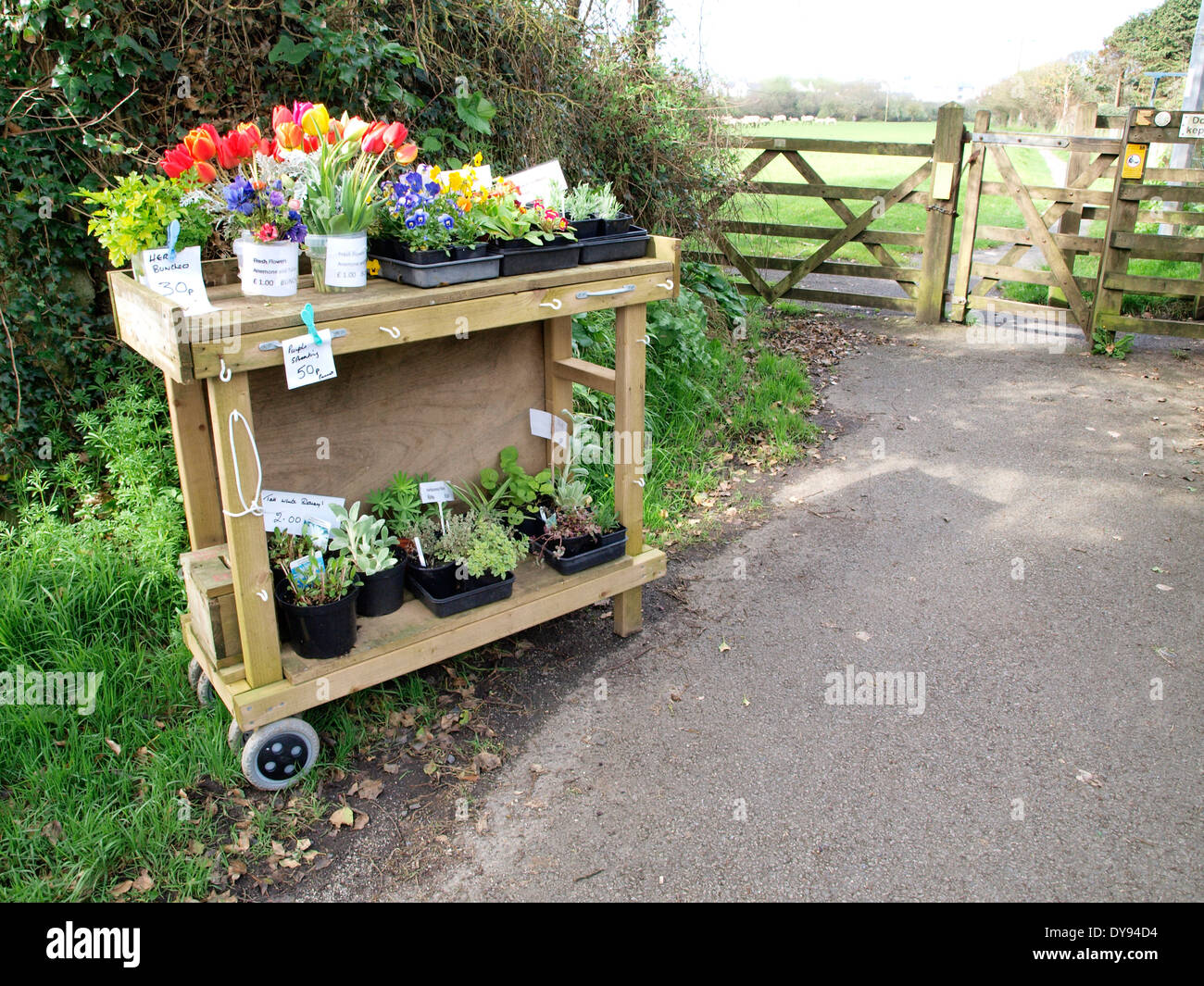 Plantes et fleurs en vente sur une charrette sur le côté d'un sentier, Bude, Cornwall, UK Banque D'Images