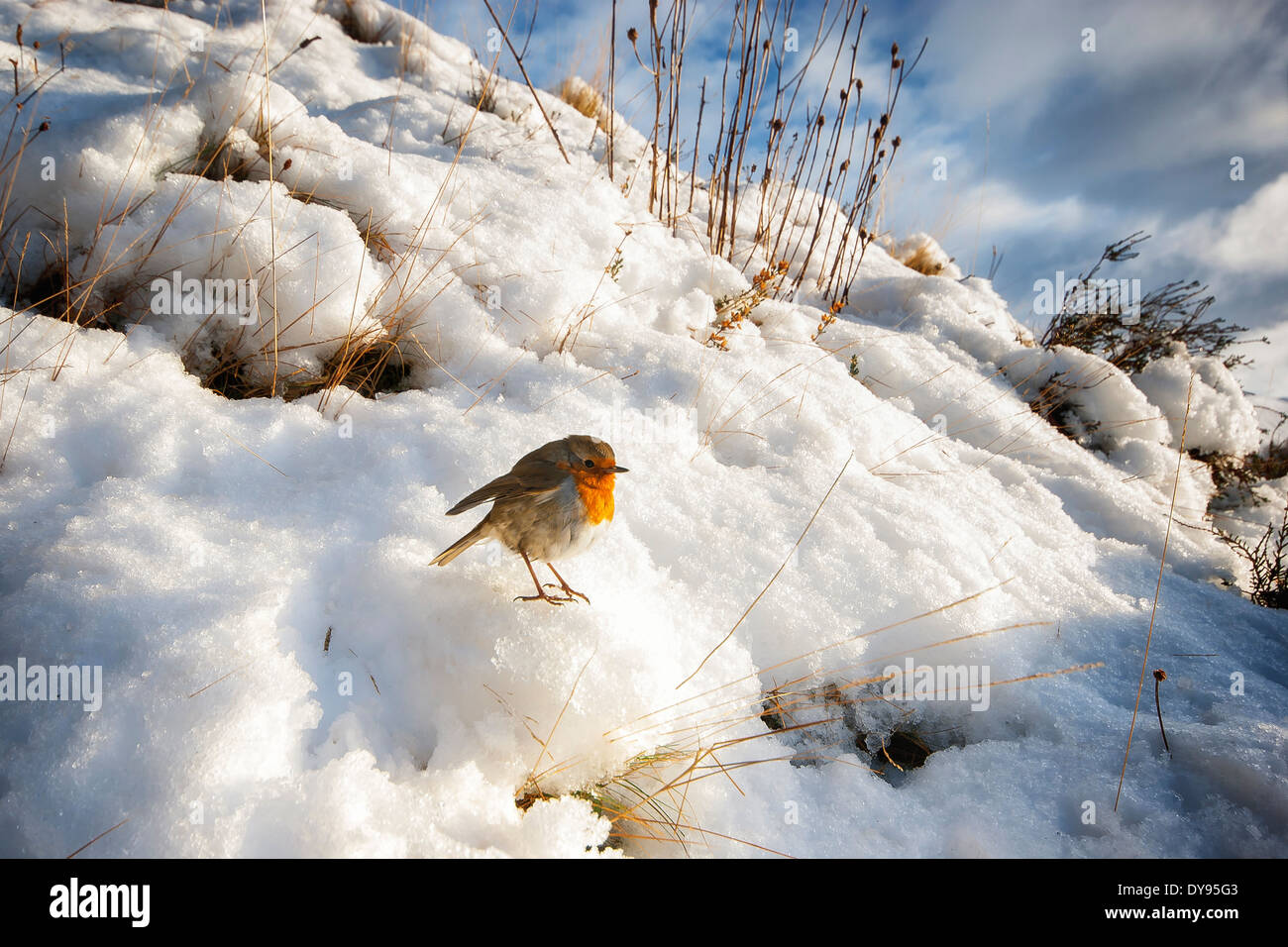 Royaume-uni, Ecosse, île de Skye, Européen Robin (Erithacus rubecula aux abords) assis sur la neige au soleil Banque D'Images