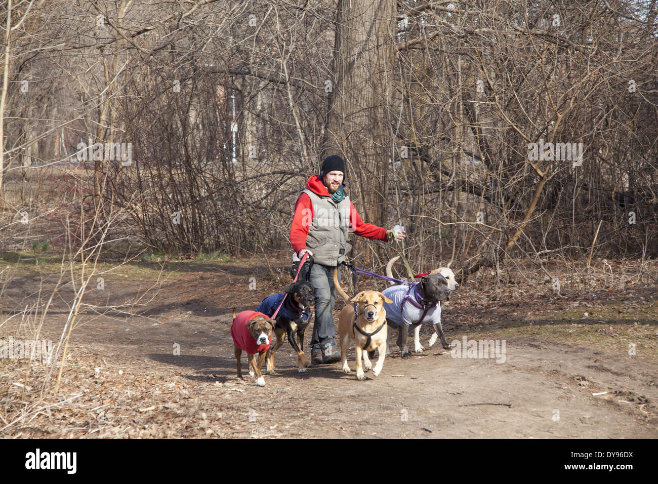 Professional Dog walker à Prospect Park, Brooklyn, New York. Banque D'Images