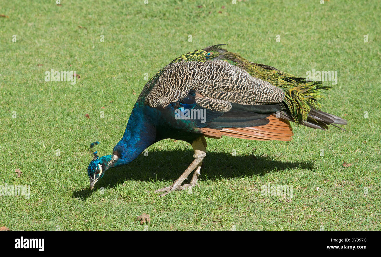 Peacock à la recherche de nourriture sur un luxuriant jardin d'Afrique du Sud Banque D'Images