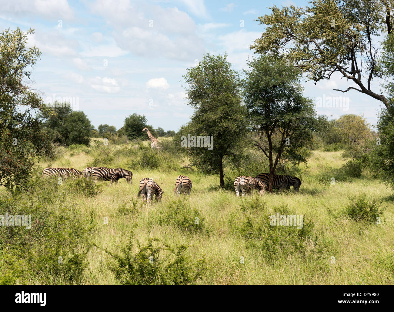 Les zèbres et girafes sauvages du parc national Kruger en Afrique du Sud Banque D'Images