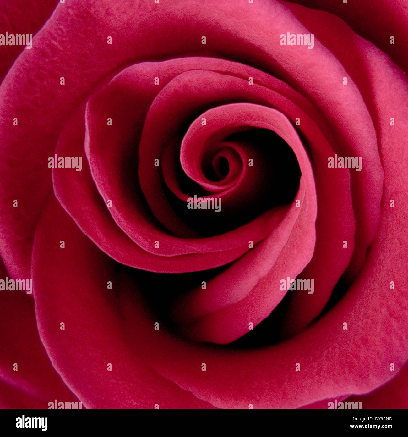 Fleur rose rouge-pourpre, Close up macro image Banque D'Images