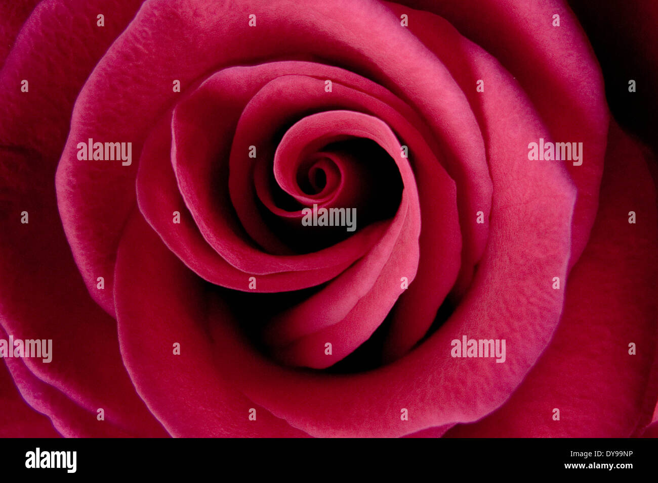 Fleur rose rouge-pourpre, Close up macro image Banque D'Images