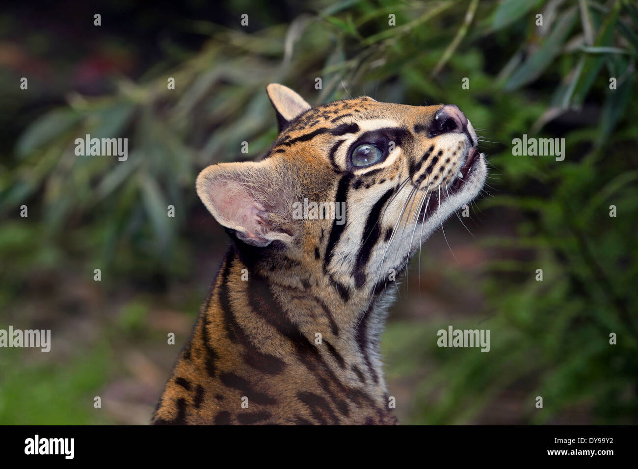 L'Ocelot (Leopardus pardalis) dans les zones forestières tropicales libre tout en regardant vers le haut Banque D'Images
