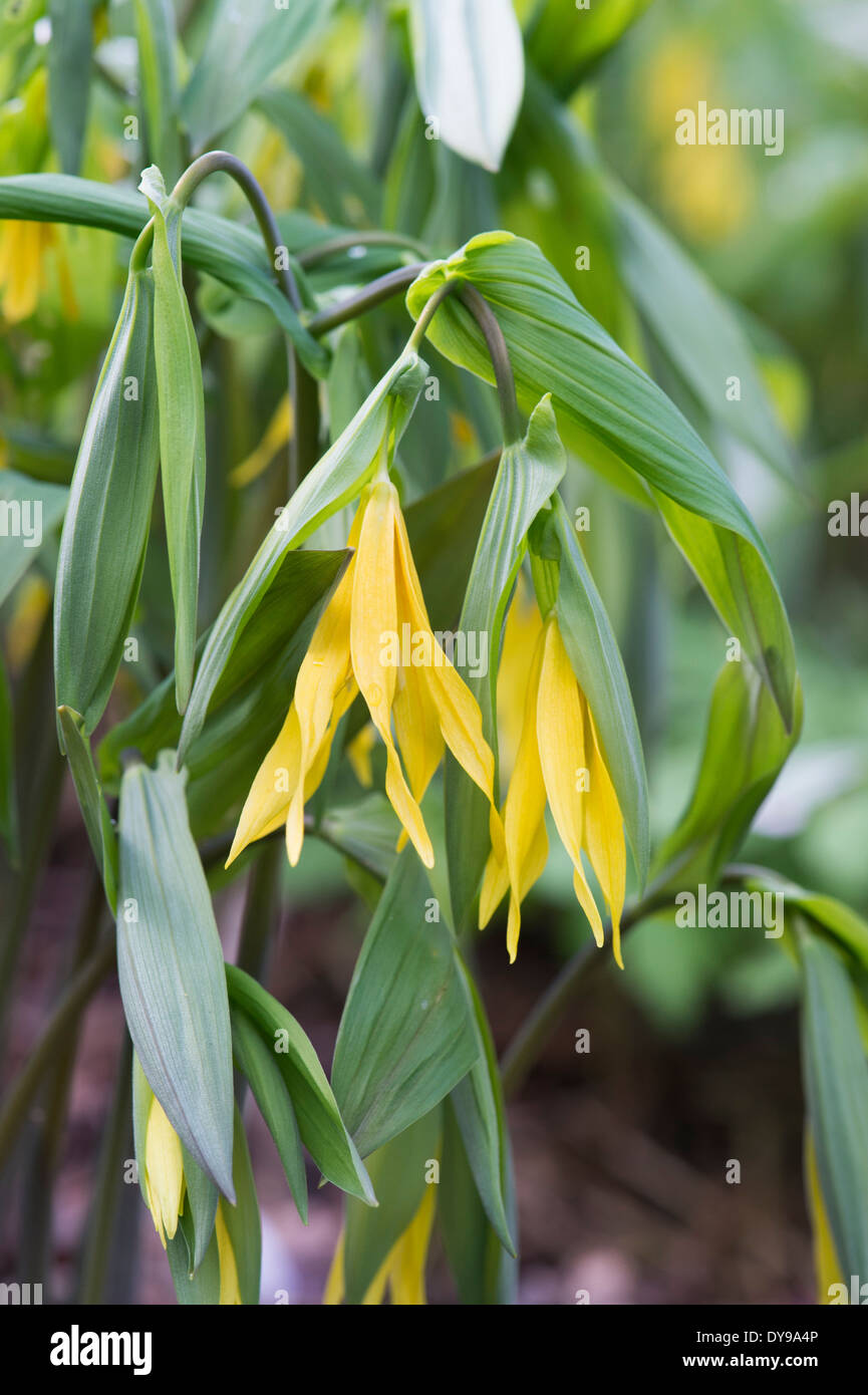 Uvularia grandiflora. Grosses fleurs Bellwort ou Merrybells Banque D'Images