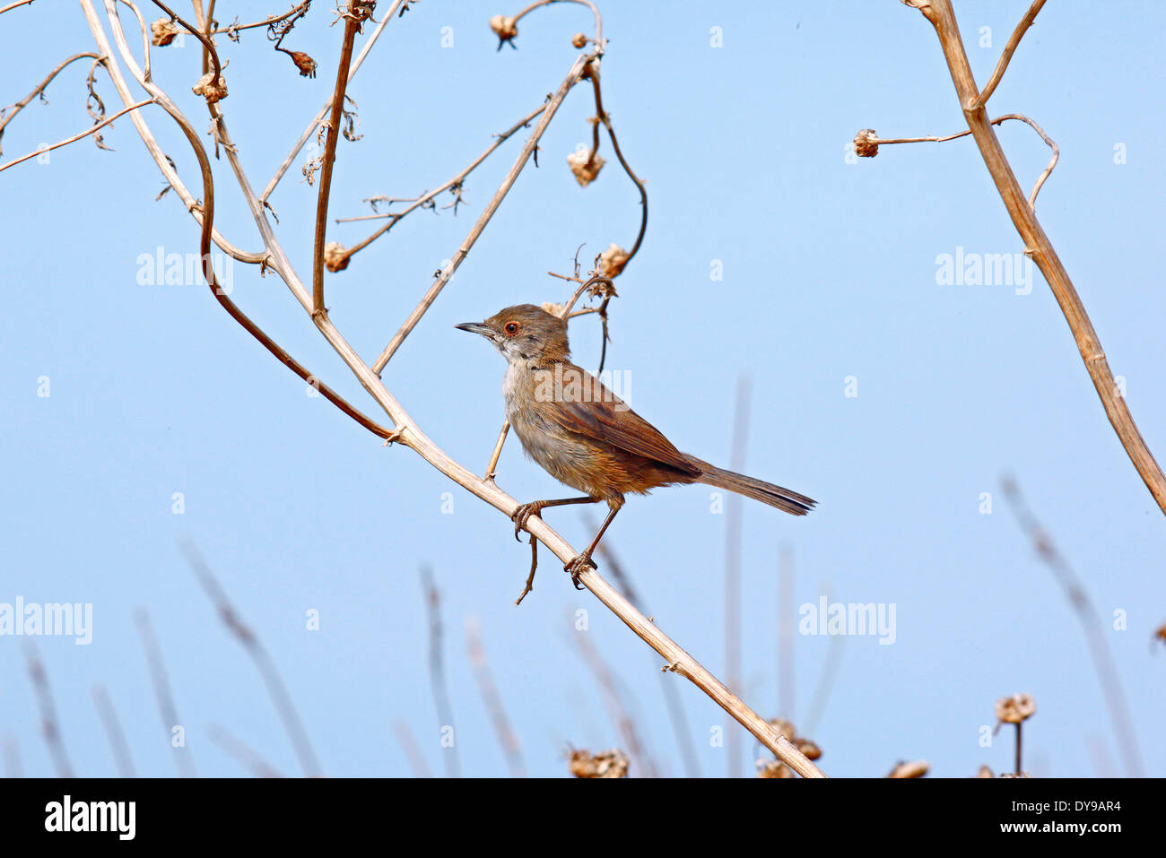 Fauvette sarde (Sylvia melanocephala) plumage immature Banque D'Images