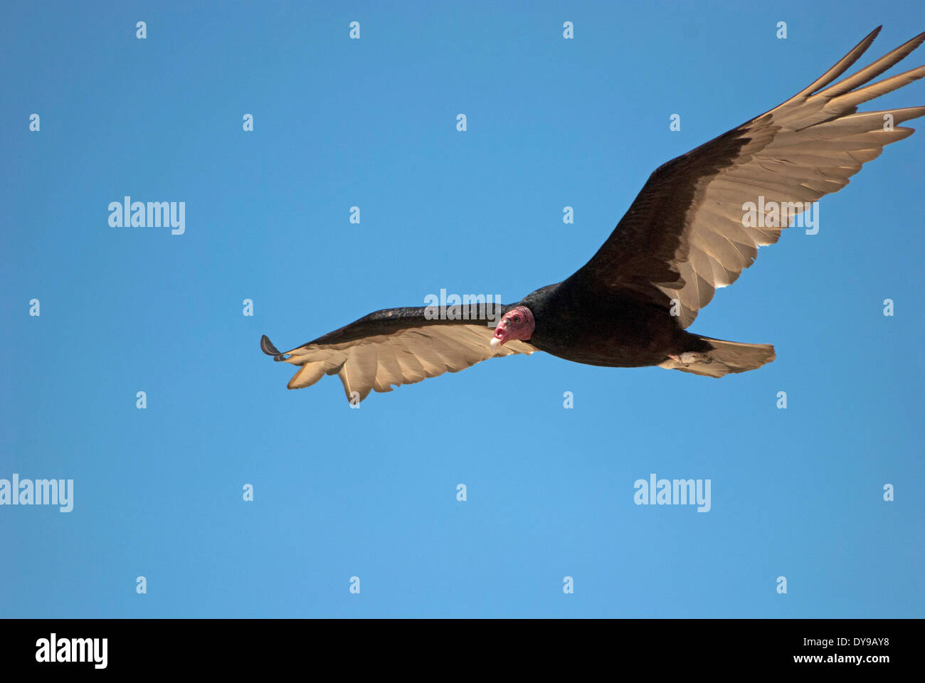 Urubu à tête rouge (Cathartes aura) volant dans le ciel Banque D'Images