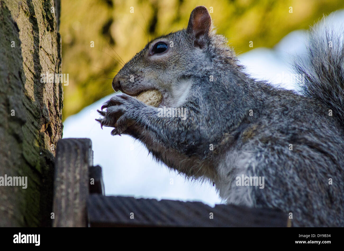 La faune ; l'écureuil gris de manger un écrou de singe dans Sefton Park au nord ouest de l'Angleterre. Banque D'Images