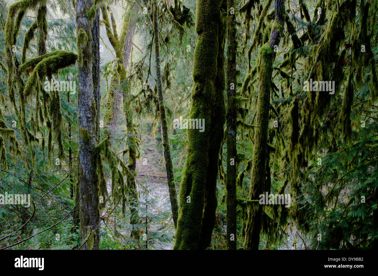 Chutes de la rivière Englishman, BC, British Columbia, Canada, parc, des arbres, de la mousse Banque D'Images