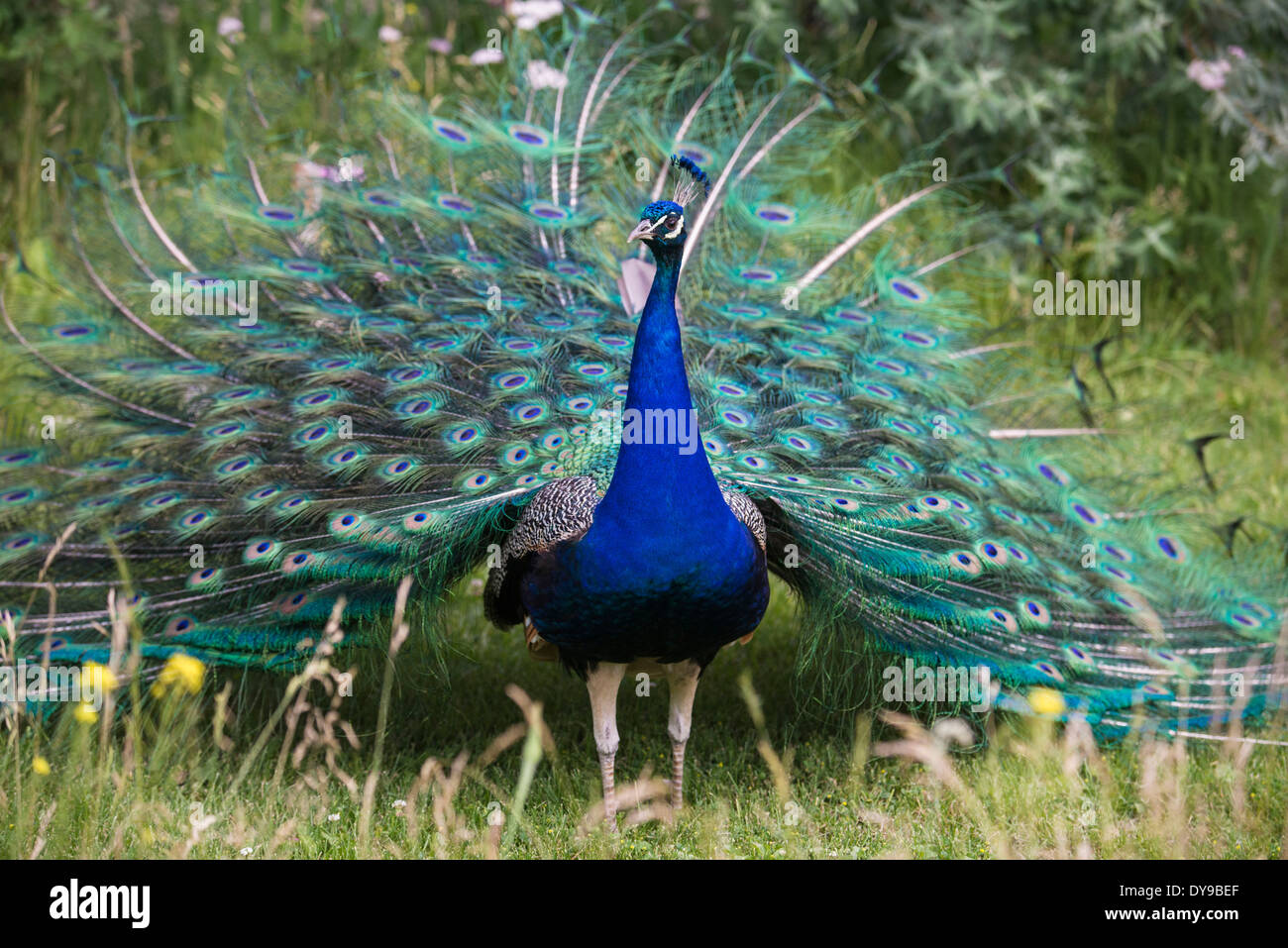 Homme, Peacock, paons indiens, pavo cristatus, oiseau, USA, United States, Amérique, Banque D'Images