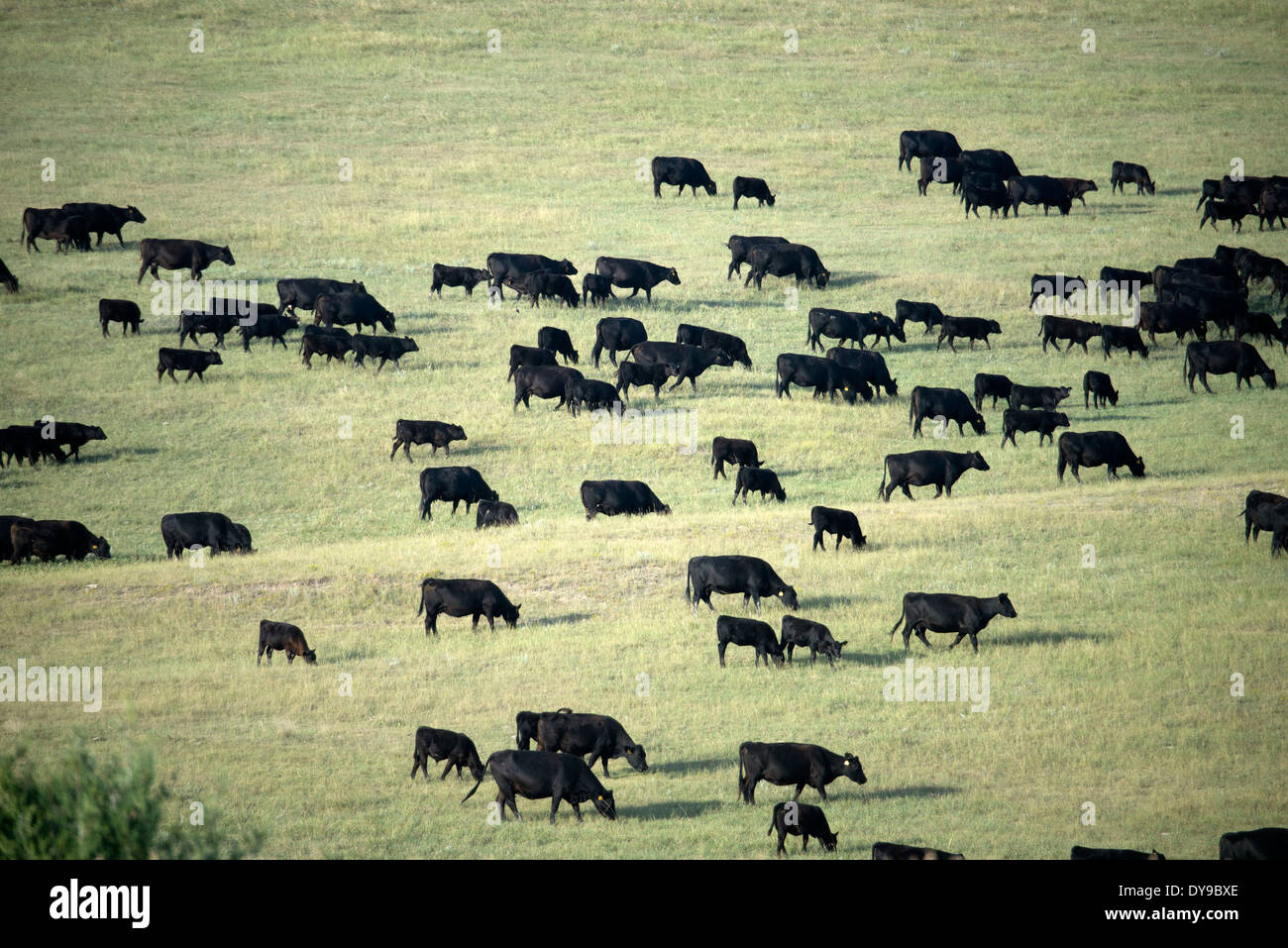 Black Angus, bovins, vaches, prairie, le Dakota du Sud, USA, United States, l'Amérique, de l'agriculture Banque D'Images