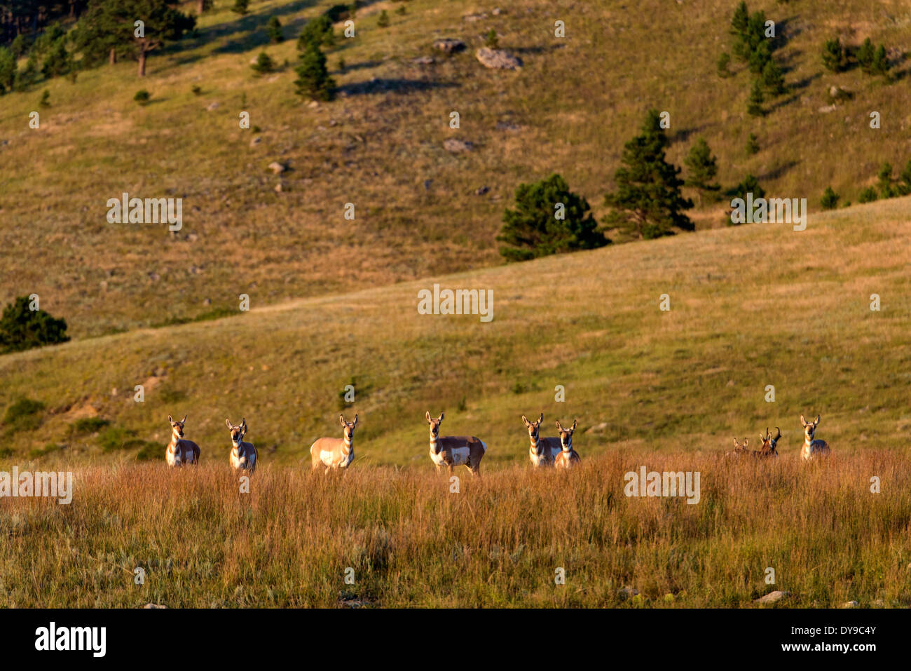 Antilocapre Antilocapra americana Wind Cave National Park, South Dakota USA United States America antilopes animal, Banque D'Images