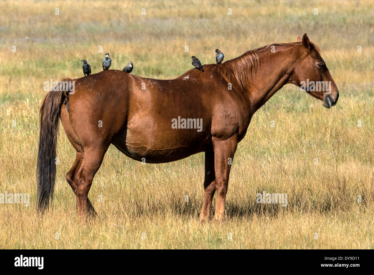 Cheval Chevaux Grand Teton National Park Wyoming Usa