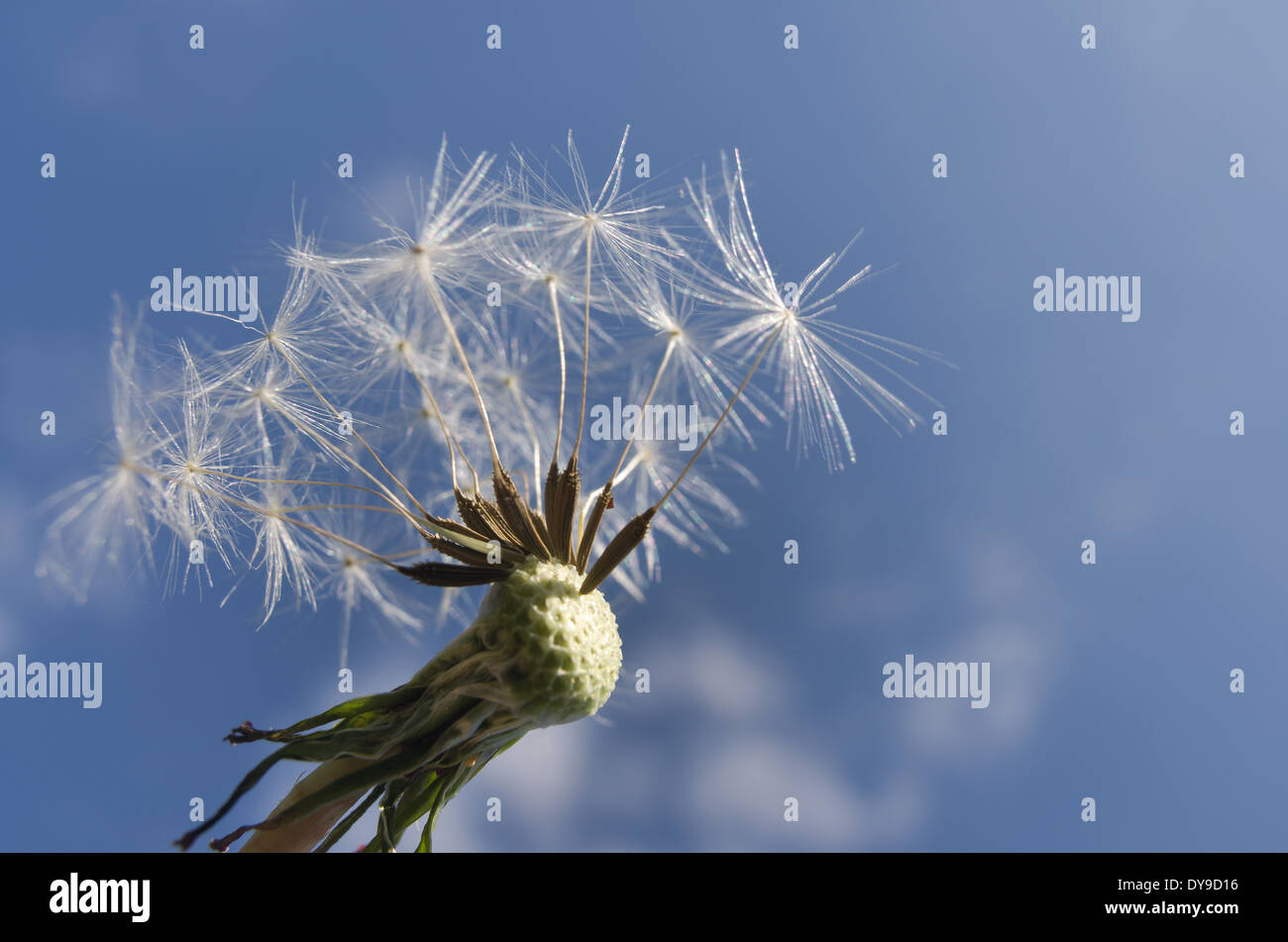 La dispersion des graines de pissenlit graines horloge cadre rond blanc et les graines de la tête contre le ciel bleu Banque D'Images