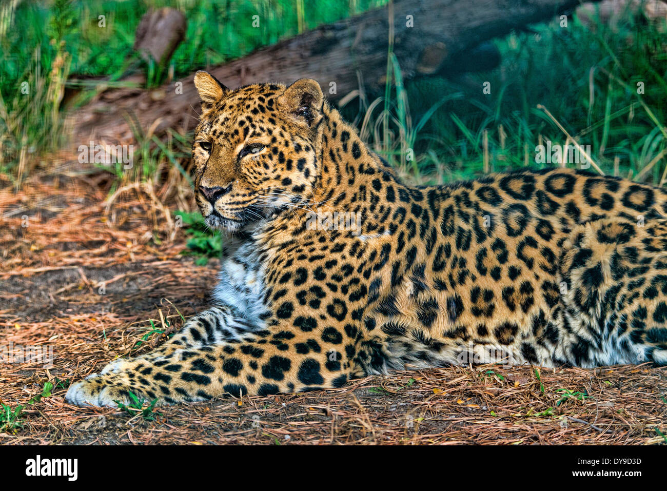 Amur Leopard, Panthera pardus orientalis, léopard, animal, portrait, USA, United States, Amérique, Banque D'Images