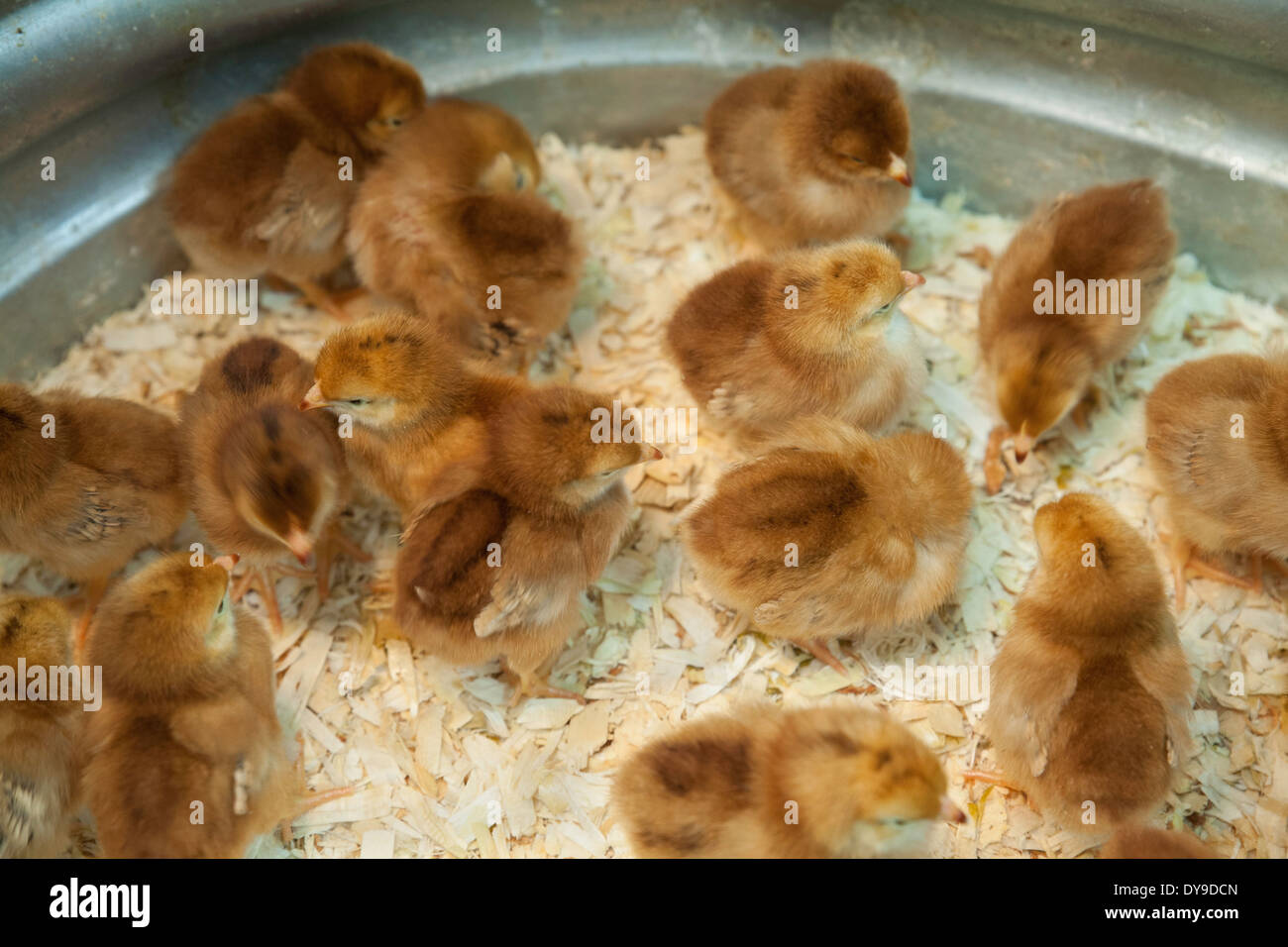 Les poussins sont prêtes pour la vente au magasin de matériel rurale à temps pour Pâques. Banque D'Images