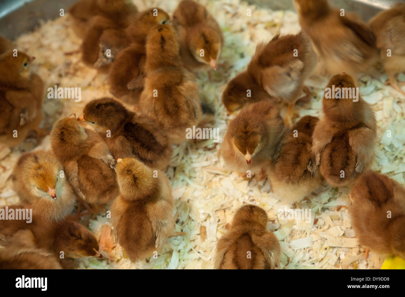 Les poussins sont prêtes pour la vente au magasin de matériel rurale à temps pour Pâques. Banque D'Images