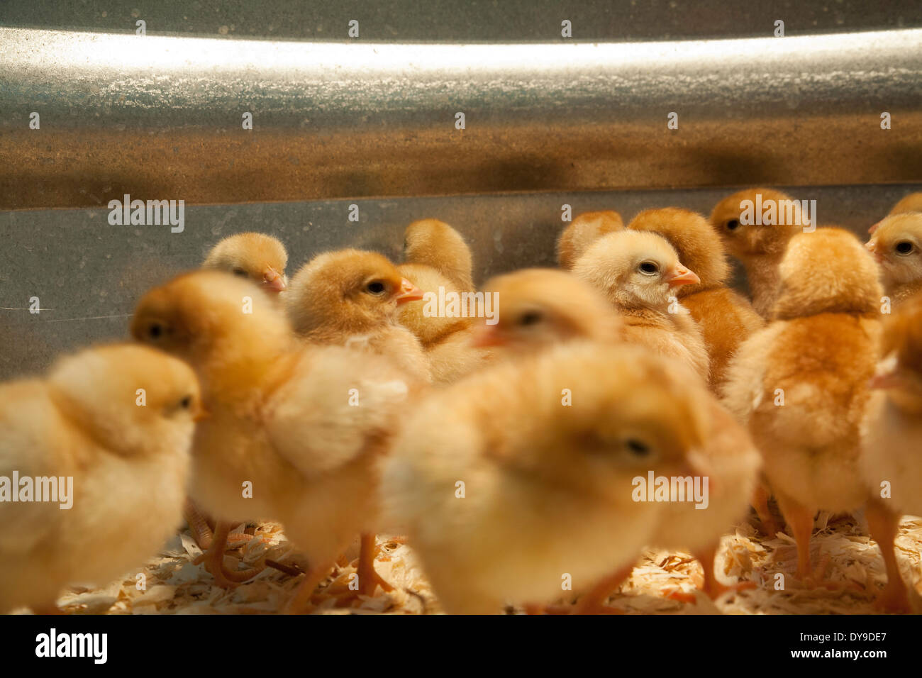 Les poussins sont prêtes pour la vente au magasin de matériel rurale à temps pour Pâques. Banque D'Images