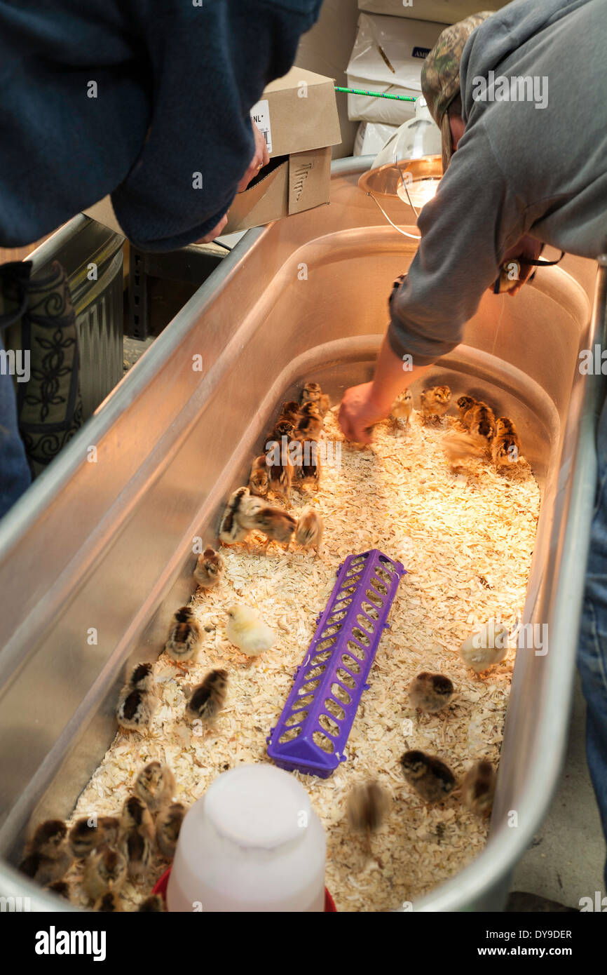 Les poussins sont prêtes pour la vente au magasin de matériel rurale à temps pour Pâques. Banque D'Images