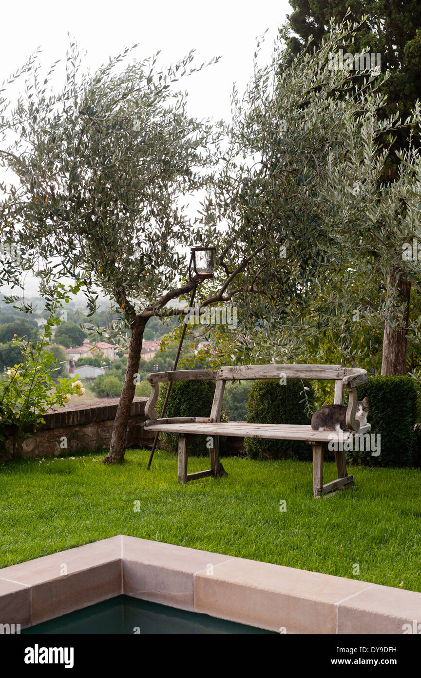 Vieux banc en bois rustique sous un olivier dans un jardin de l'Ombrie Banque D'Images