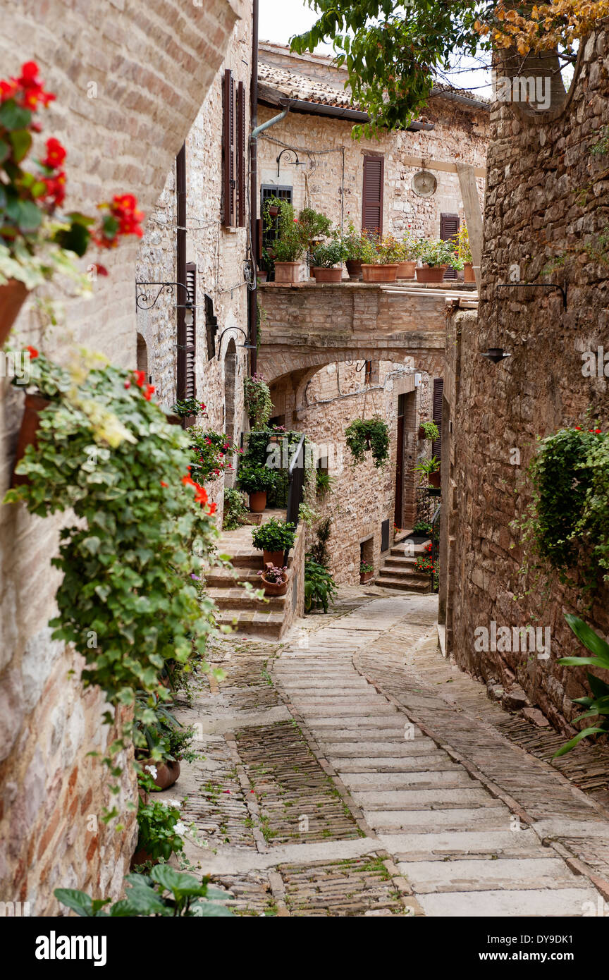 Plantes géranium florissant dans un passage étroit dans le flanc de la ville ombrienne de Spello Banque D'Images