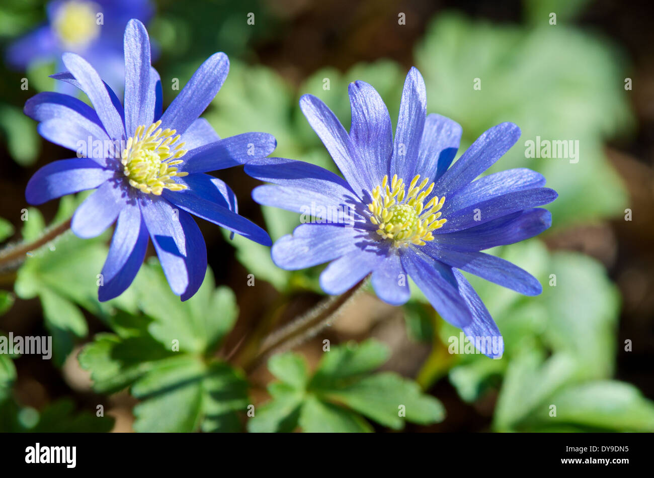 Anemone blanda des fleurs au printemps soleil Banque D'Images