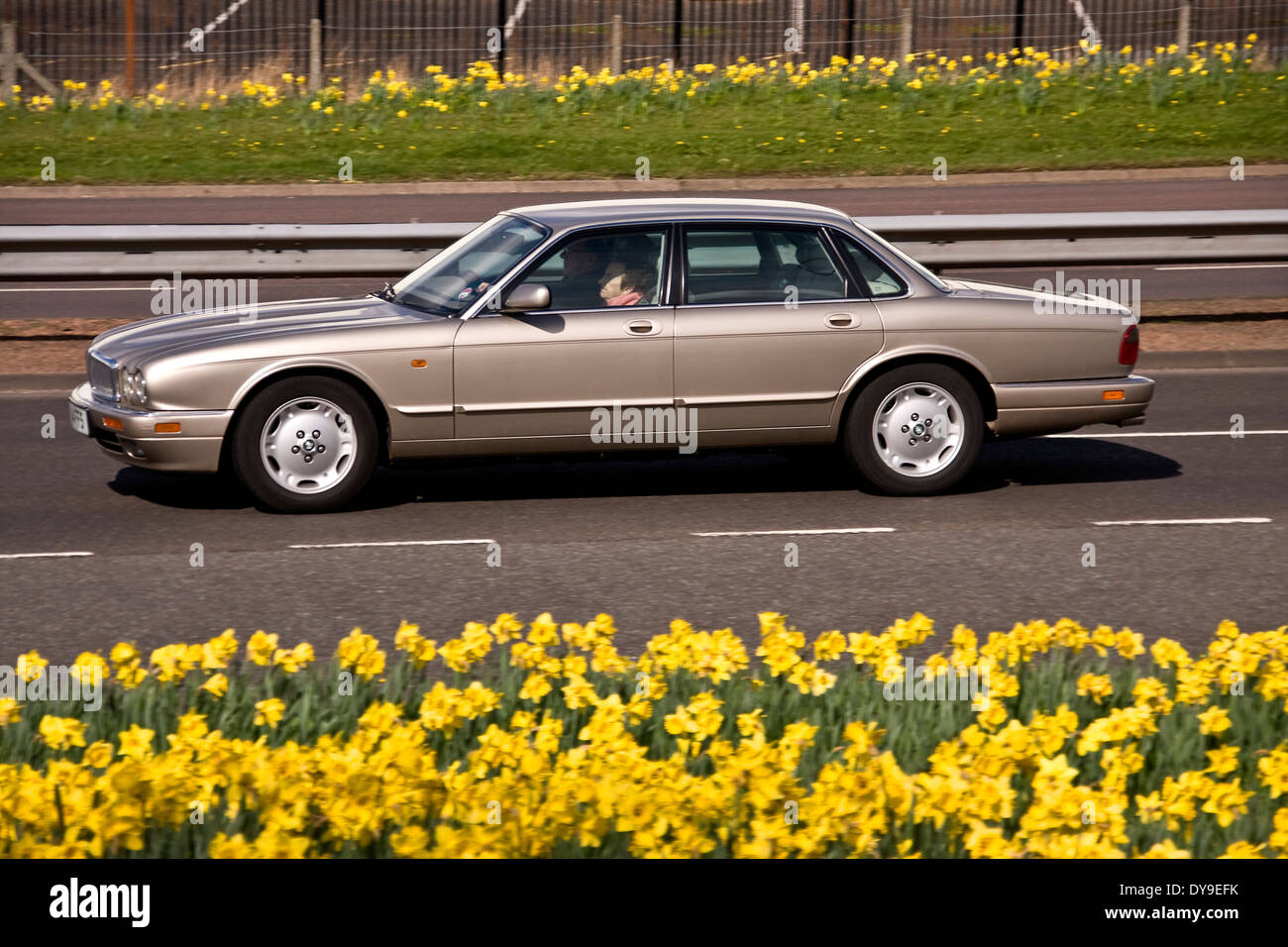 Une luxueuse voiture Daimler XJ8 Jaguar voyageant le long de la Kingsway West à deux voies, sur une journée de printemps ensoleillée à Dundee, Royaume-Uni Banque D'Images