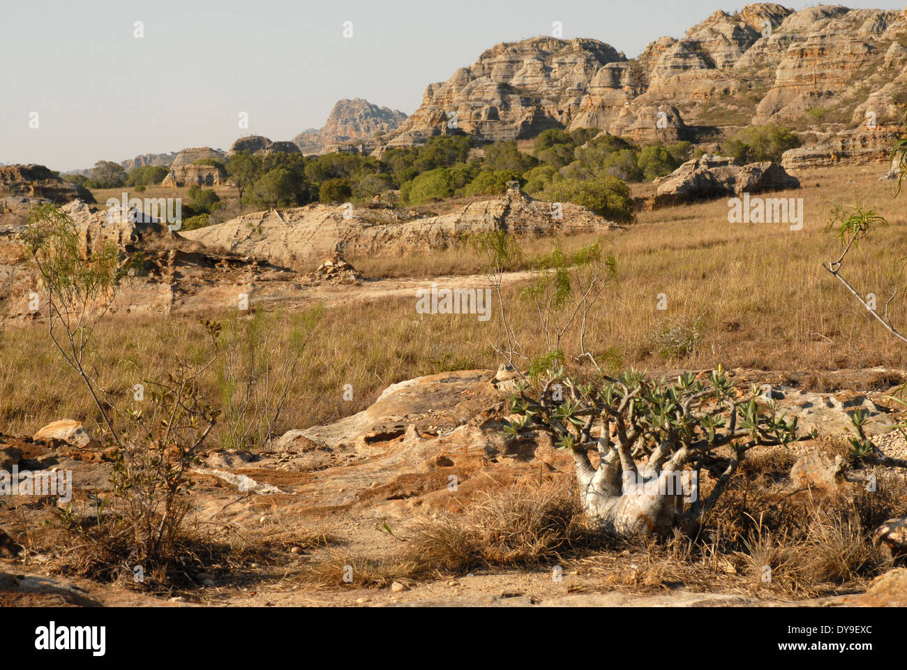 Parc National d'Isalo, Madagascar. Terrain très sec, note l'endémie pied d'éléphant plante (Pachypodium) rosalatum en bas à droite. Banque D'Images