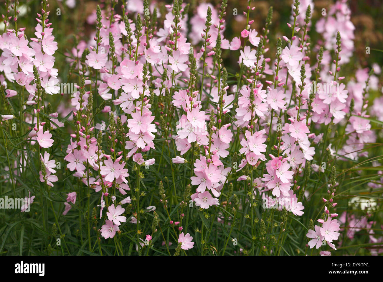 Fleurs rose Sidalcea. Banque D'Images