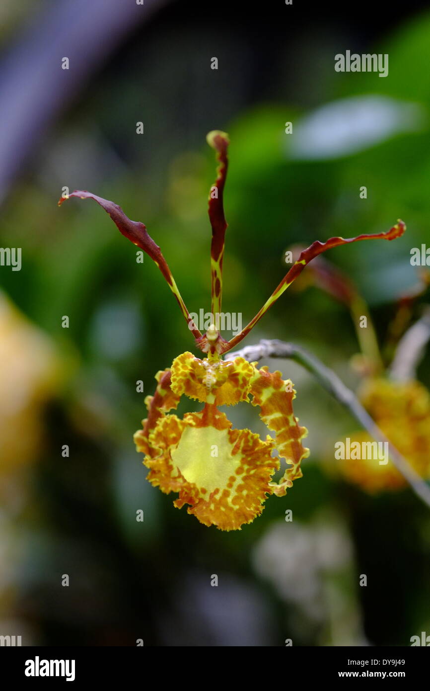 Londres, Royaume-Uni. 10 avr, 2014. La Royal Horticultural Society Orchid show à Londres avec une collection spectaculaire d'orchidées exotiques de producteurs spécialisés et les chasseurs de plantes du monde entier Crédit : Rachel Megawhat/Alamy Live News Banque D'Images