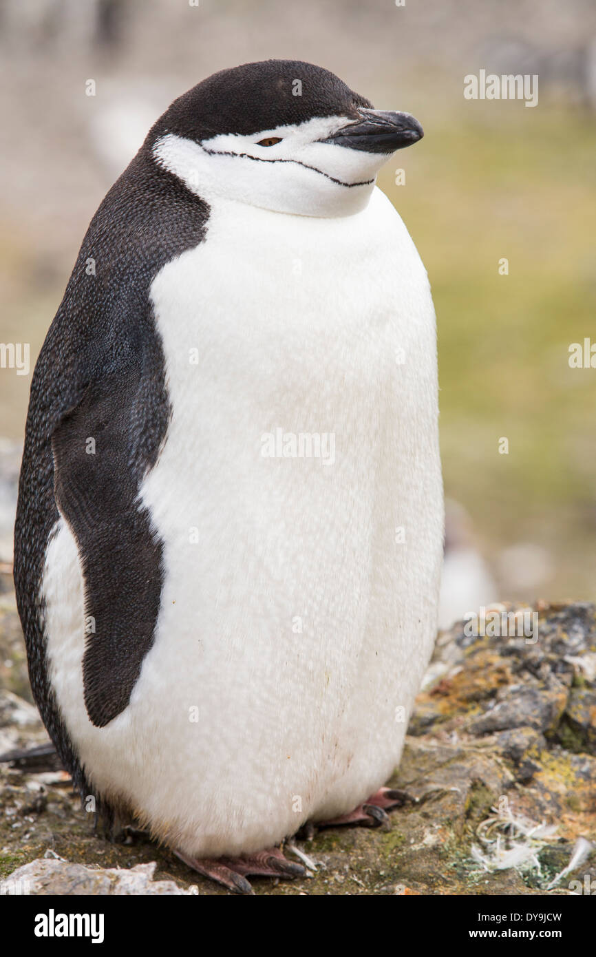 Une jugulaire Penguin, Pygoscelis antarctica, Hannah à Point sur l'île Livingston dans les îles Shetland du Sud, l'Antarctique Banque D'Images
