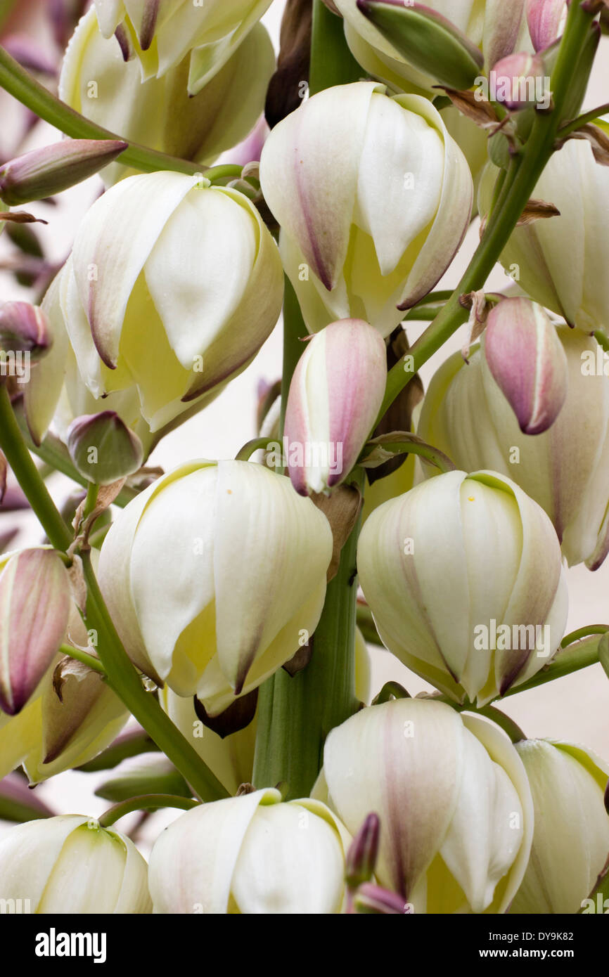 Fleurs de Yucca Gloriosa 'Variegata' dans un jardin de Plymouth Banque D'Images