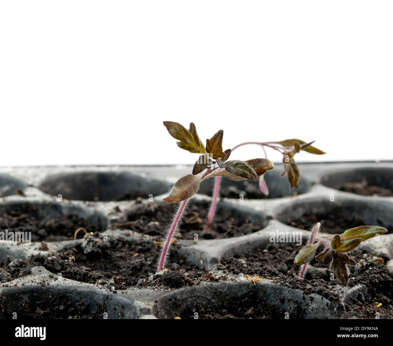 Des semis de tomates de serre en pot Banque D'Images