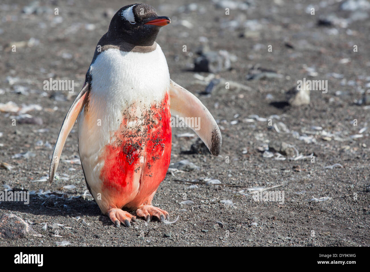 Une Gentoo pingouin à Hannah Point sur l'île Livingston dans les îles Shetland du Sud, Antarctique, Banque D'Images