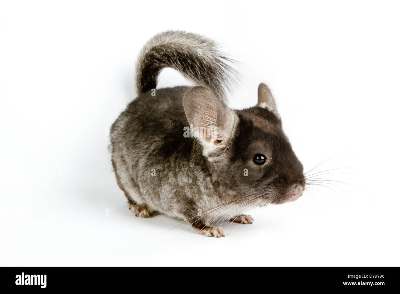 Chinchilla Silver isolé assis sur fond blanc Banque D'Images