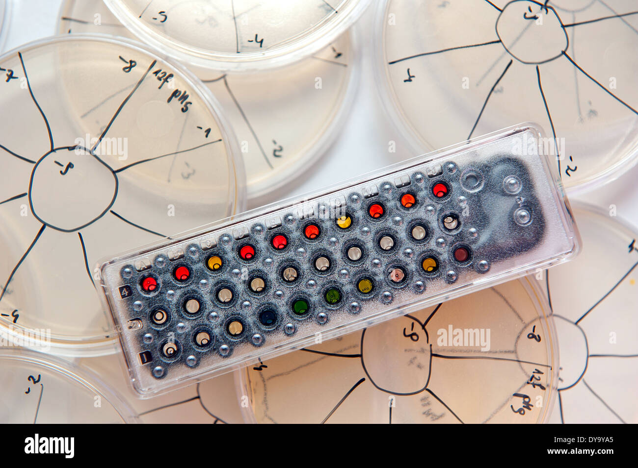 Panneau d'identification bactérienne colorés sur une plaques dans un labolatory microbiologique Banque D'Images