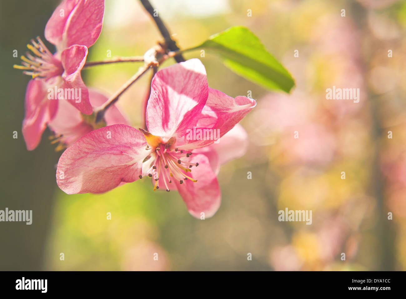Fleurs fleur de coing comme arrière-plan de la campagne de printemps Banque D'Images
