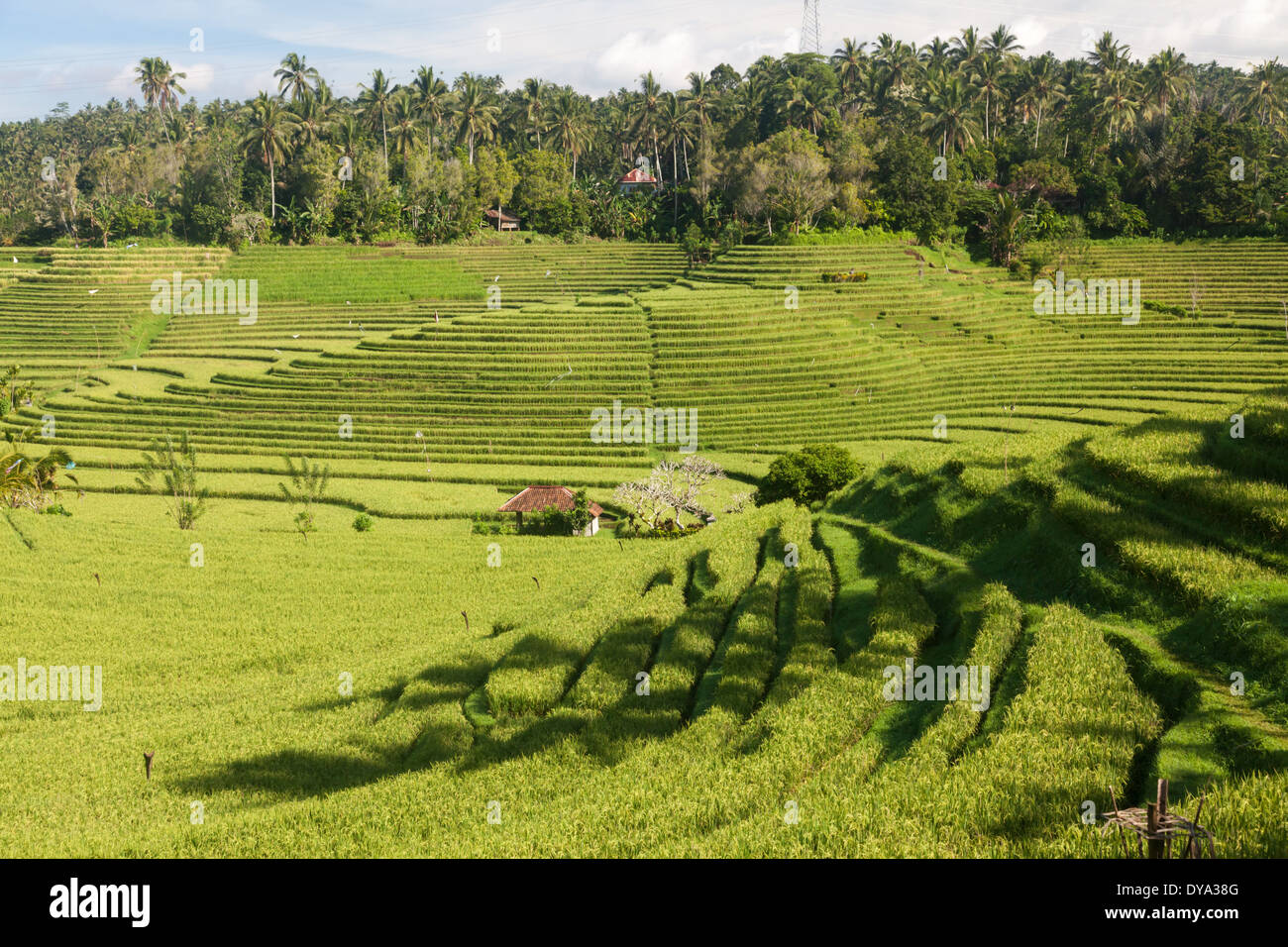 Les champs de riz dans la région de Belimbing, près de la route de Antosari à Pupuan, Tabanan Regency, Bali, Indonésie Banque D'Images