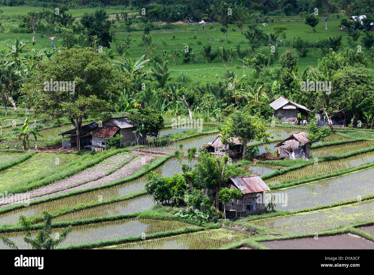 Les champs de riz dans la région de Tirta Gangga (Tirtagangga), Karangasem Regency, Bali, Indonésie Banque D'Images