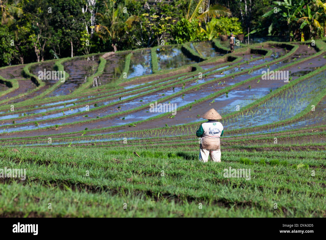 Des gens qui travaillent sur les champs de riz dans la région de Antosari et Belimbing (probablement plus près de Antosari), Tabanan Regency, Bali, Indonésie Banque D'Images