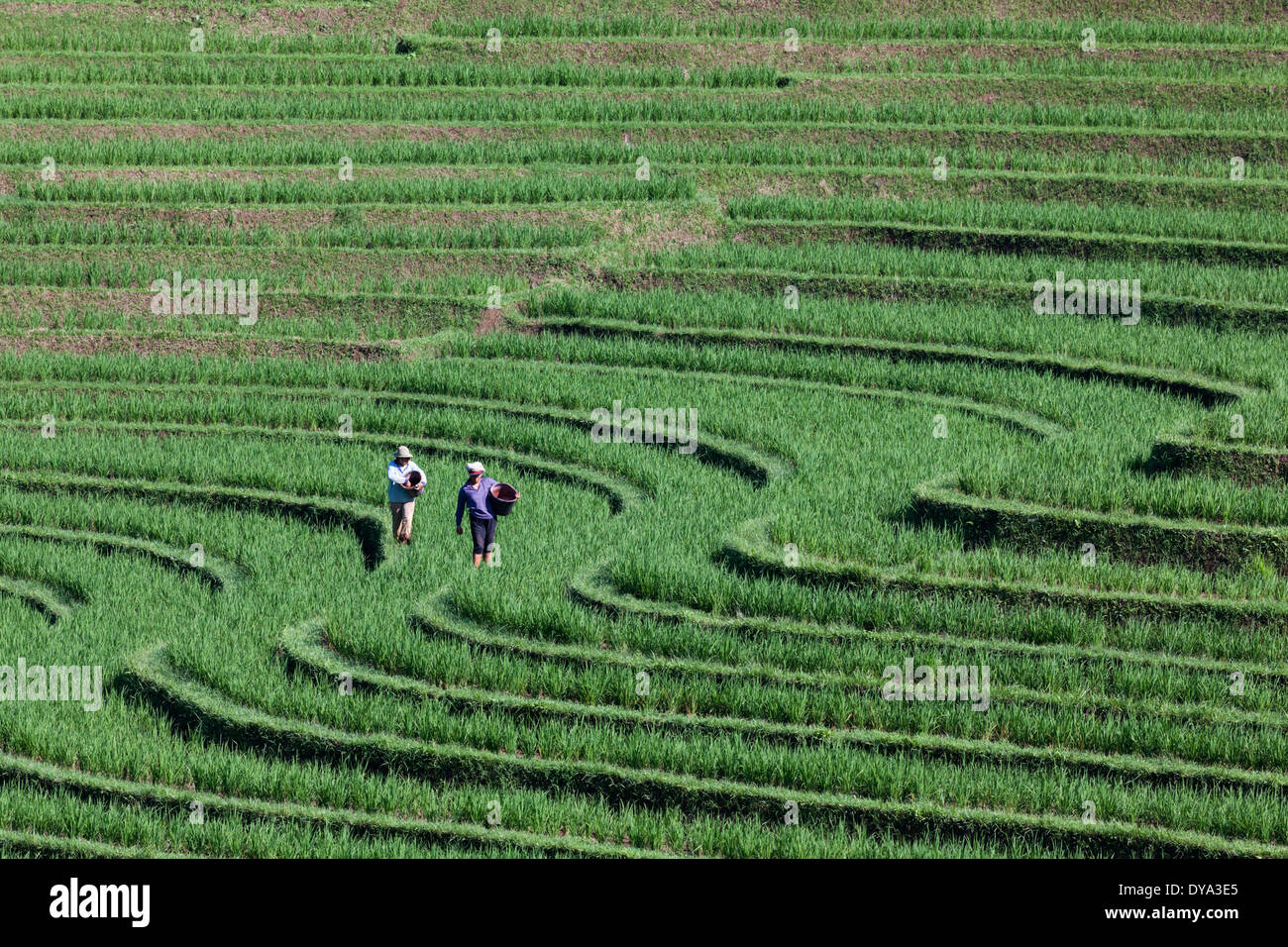 Deux personnes travaillant sur le champ de riz dans la région de Belimbing et Antosari, près de la route de Antosari à Pupuan, Bali, Indonésie Banque D'Images