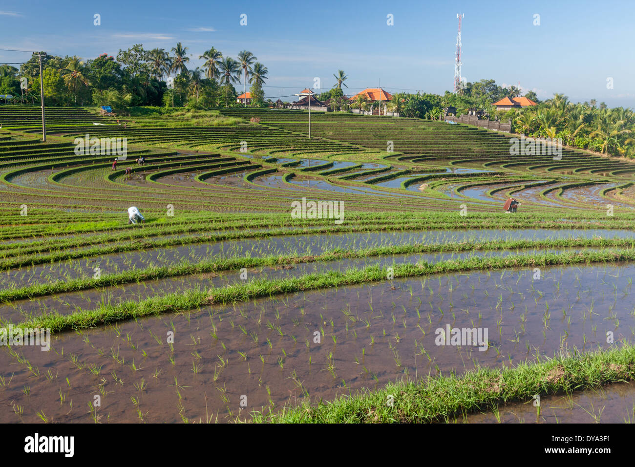 Des gens qui travaillent sur les champs de riz dans la région de Antosari et Belimbing (probablement plus près de Antosari), Bali, Indonésie Banque D'Images