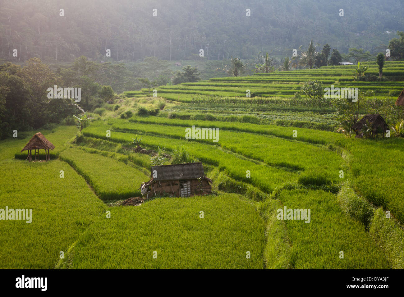 Les champs de riz dans la région de Sidemen, Karangasem Regency, Bali, Indonésie Banque D'Images