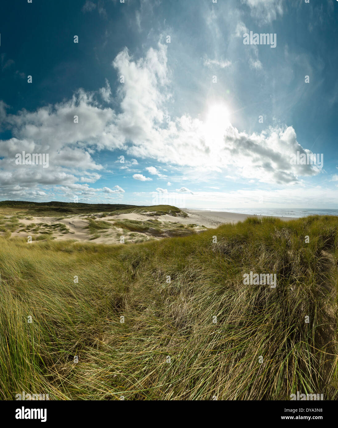 Pays-bas, la Hollande, l'Europe, Bergen aan Zee, Hollande du Nord, paysage, été, plage, mer, dunes, Mer du Nord, la nature, l'autre Banque D'Images