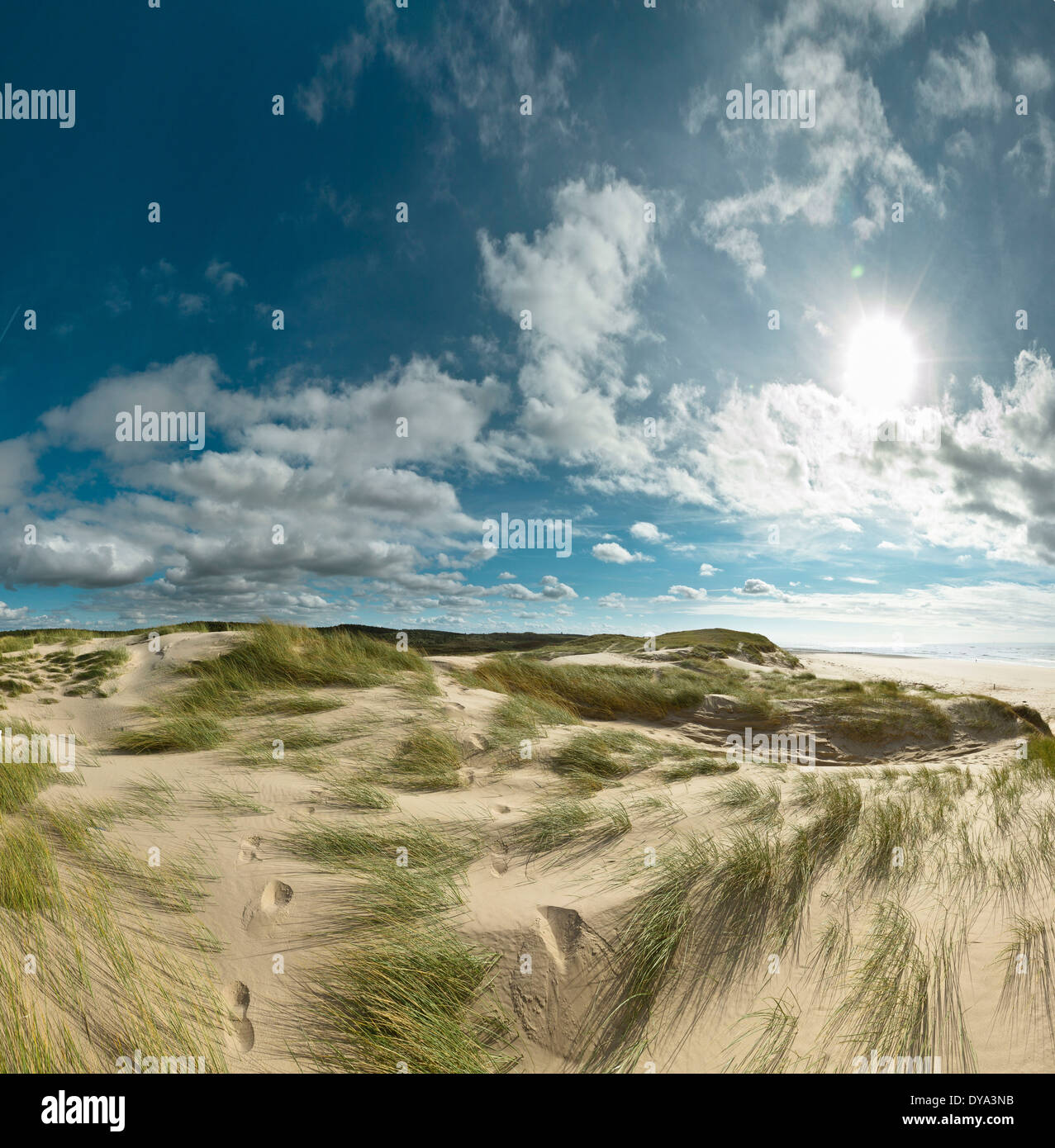 Pays-bas, la Hollande, l'Europe, Bergen aan Zee, Hollande du Nord, paysage, été, plage, mer, dunes, Mer du Nord, la nature, l'autre Banque D'Images