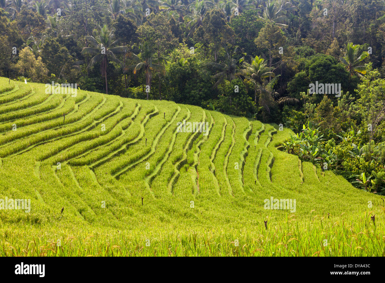Champ de riz dans la région de Belimbing, près de la route de Antosari à Pupuan, Tabanan Regency, Bali, Indonésie Banque D'Images