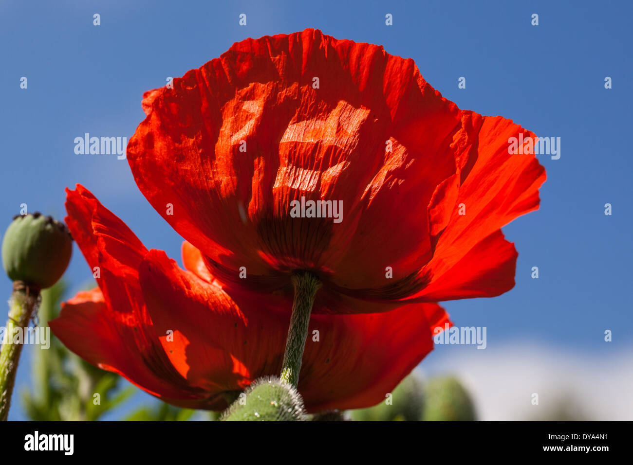 Fleurs, fleurs, s'épanouir, jardin, plantes, pavot Banque D'Images