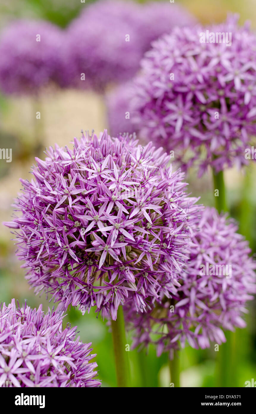 Allium giganteum, ornementales oignon, diagonal, pourpre, vert, violet, Allium, boules de tiges vertes. Banque D'Images