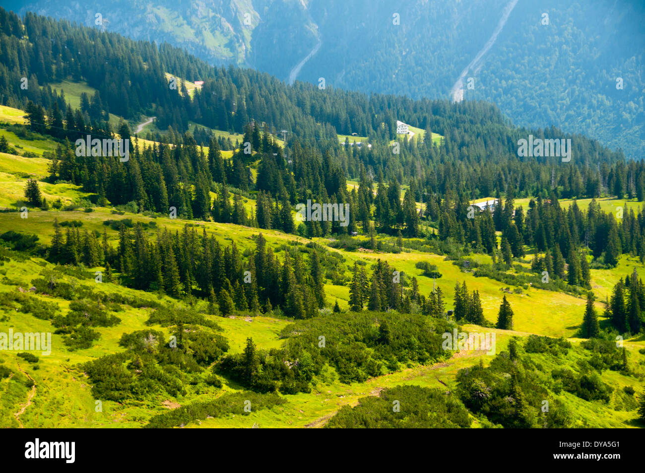 Alp, paysage, montagne, bois, Allemagne, Europe, Fellhorn, Oberallgäu, Oberstdorf, souabe, bois, forêt, Banque D'Images